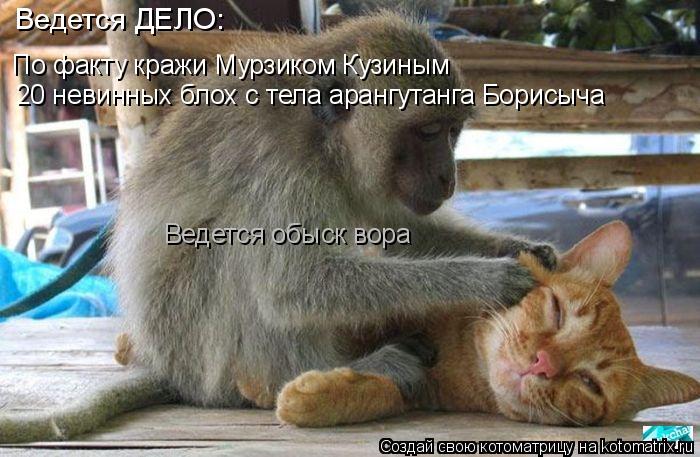 Ведется ДЕЛО: По факту кражи Мурзиком Кузиным 20 невинных блох с тела арангутанга Борисыча Ведется об... Котоматрица: Ведется ДЕЛО: По факту кражи Мурзиком Кузиным 20 невинных блох с тела арангутанга Борисыча Ведется обыск вора