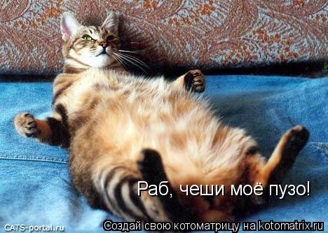 Раб, чеши моё пузо!... Котоматрица: Раб, чеши моё пузо!