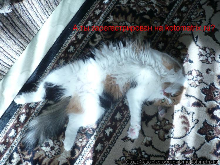 А ты зарегестрирован на kotomatrix.ru?... Котоматрица: А ты зарегестрирован на kotomatrix.ru?