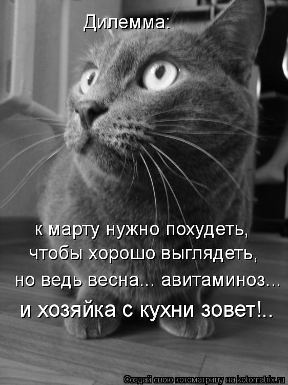 Котоматрица: Дилемма: к марту нужно похудеть,  чтобы хорошо выглядеть,  но ведь весна... авитаминоз... и хозяйка с кухни зовет!..