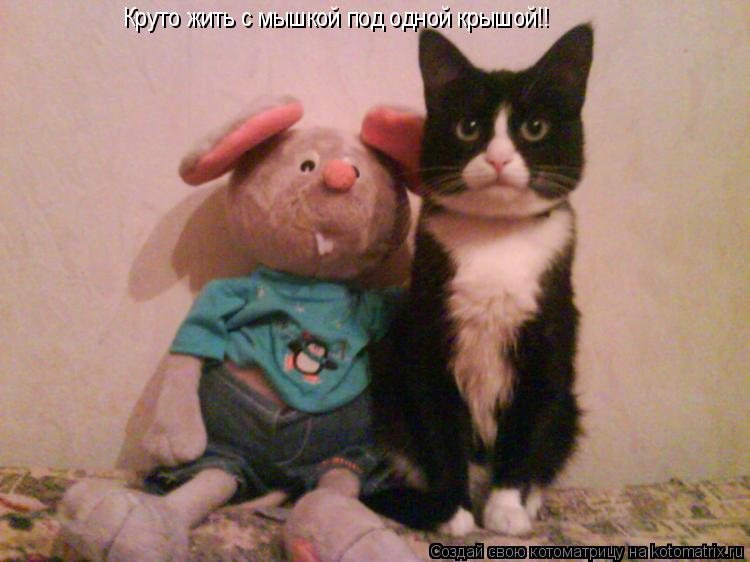 Круто жить с мышкой под одной крышой!!... Котоматрица: Круто жить с мышкой под одной крышой!!
