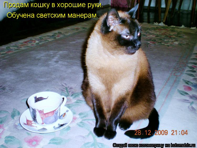 Продам кошку в хорошие руки. Обучена светским манерам.... Котоматрица: Продам кошку в хорошие руки. Обучена светским манерам.