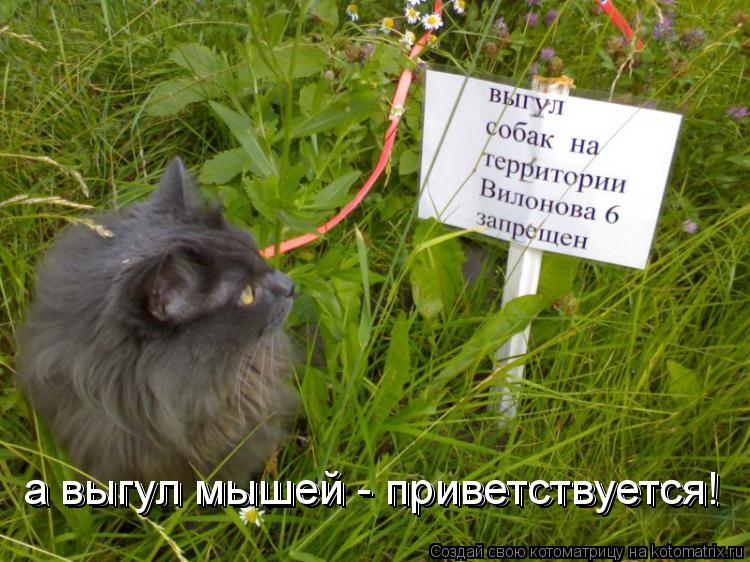 а выгул мышей - приветствуется! а выгул мышей - приветствуется!... Котоматрица: а выгул мышей - приветствуется! а выгул мышей - приветствуется!