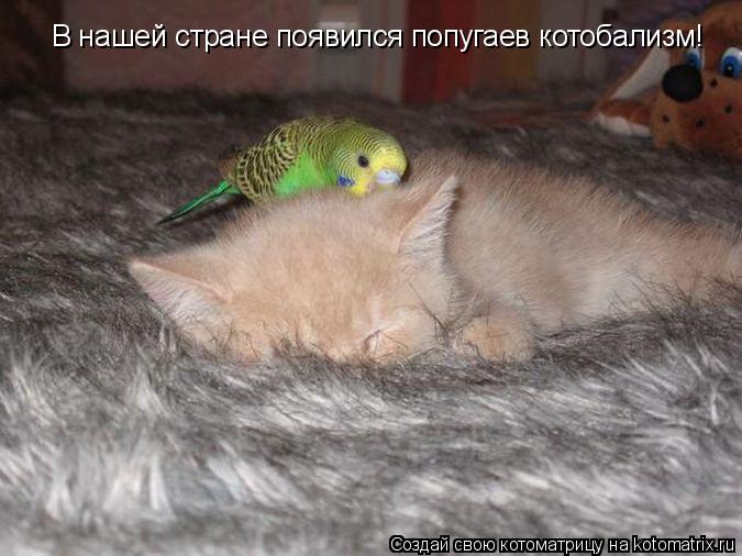 В нашей стране появился попугаев котобализм!... Котоматрица: В нашей стране появился попугаев котобализм!