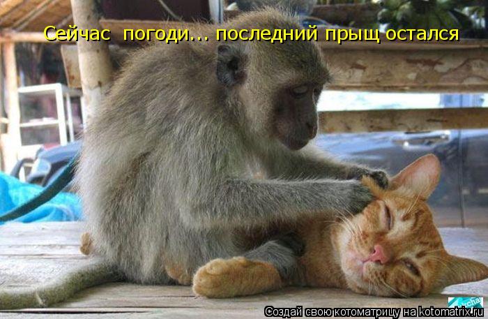 Сейчас погоди... последний прыщ остался... Котоматрица: Сейчас погоди... последний прыщ остался