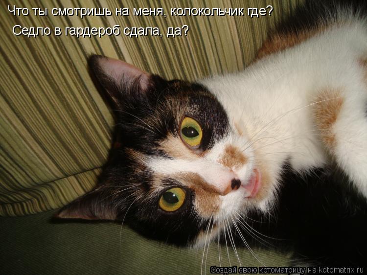 Что ты смотришь на меня, колокольчик где? Седло в гардероб сдала, да?... Котоматрица: Что ты смотришь на меня, колокольчик где? Седло в гардероб сдала, да?