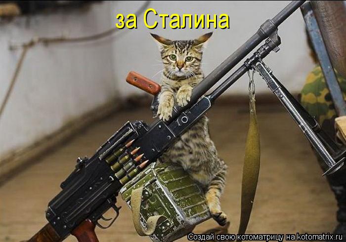 за Сталина... Котоматрица: за Сталина