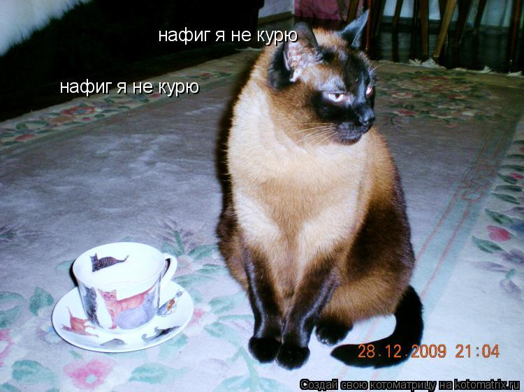 нафиг я не курю нафиг я не курю... Котоматрица: нафиг я не курю нафиг я не курю