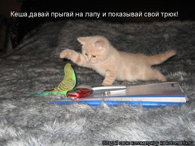 Кеша,давай прыгай на лапу и показывай свой трюк!... Котоматрица: Кеша,давай прыгай на лапу и показывай свой трюк!