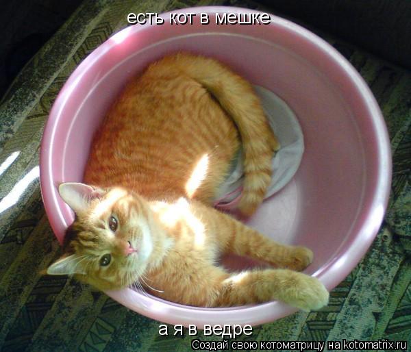 есть кот в мешке а я в ведре... Котоматрица: есть кот в мешке а я в ведре