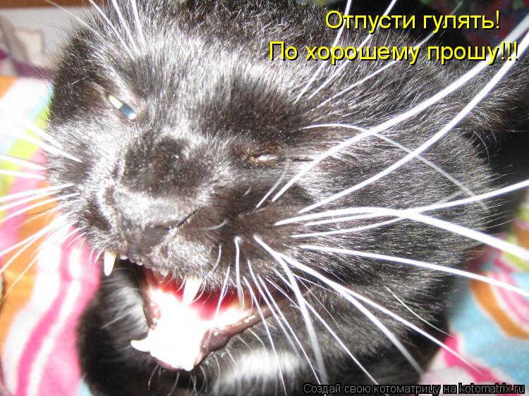 Отпусти гулять! По хорошему прошу!!!... Котоматрица: Отпусти гулять! По хорошему прошу!!!