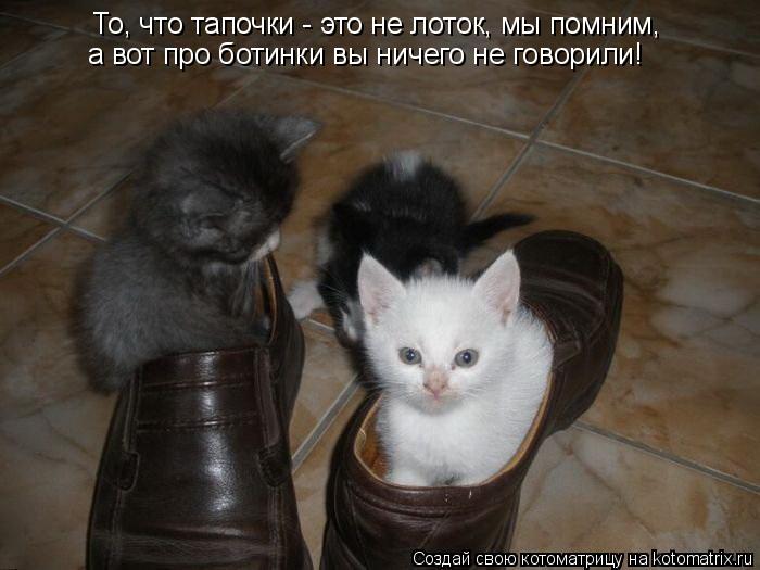 То, что тапочки - это не лоток, мы помним, а вот про ботинки вы ничего не говорили!... Котоматрица: То, что тапочки - это не лоток, мы помним, а вот про ботинки вы ничего не говорили!