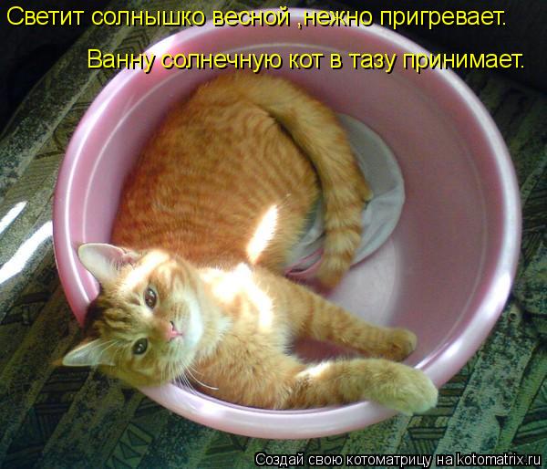Котоматрица: Светит солнышко весной ,нежно пригревает. Ванну солнечную кот в тазу принимает.