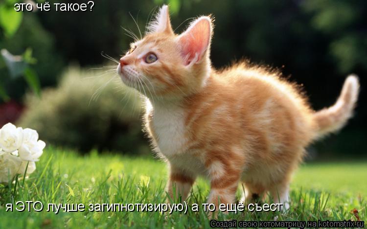 это чё такое? я ЭТО лучше загипнотизирую) а то ещё съест... Котоматрица: это чё такое? я ЭТО лучше загипнотизирую) а то ещё съест