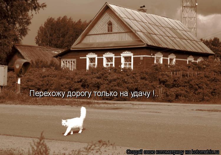 Перехожу дорогу только на удачу !..... Котоматрица: Перехожу дорогу только на удачу !..