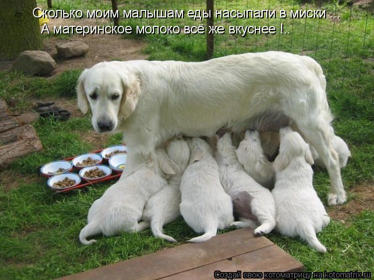 Сколько моим малышам еды насыпали в миски ... А материнское молоко всё же вкуснее !..... Котоматрица: Сколько моим малышам еды насыпали в миски ... А материнское молоко всё же вкуснее !..
