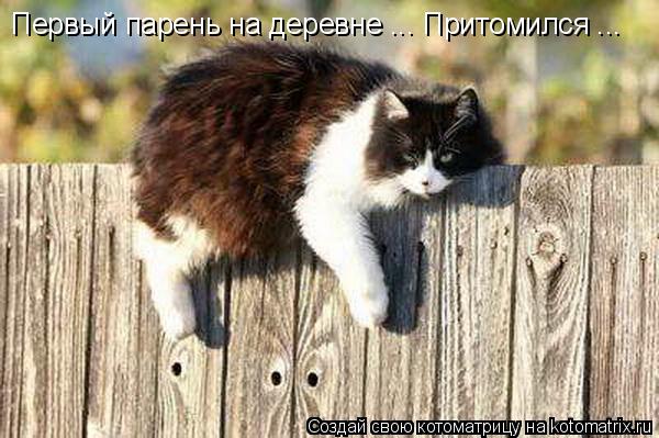 Первый парень на деревне ... Притомился ...... Котоматрица: Первый парень на деревне ... Притомился ...
