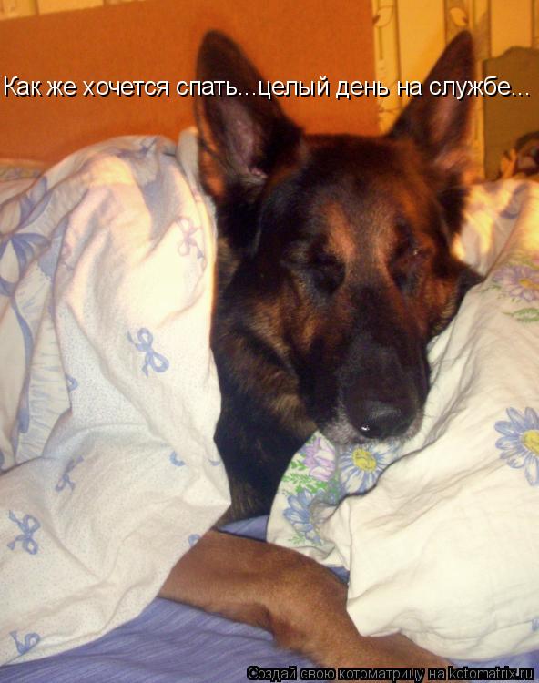 Как же хочется спать...целый день на службе...... Котоматрица: Как же хочется спать...целый день на службе...