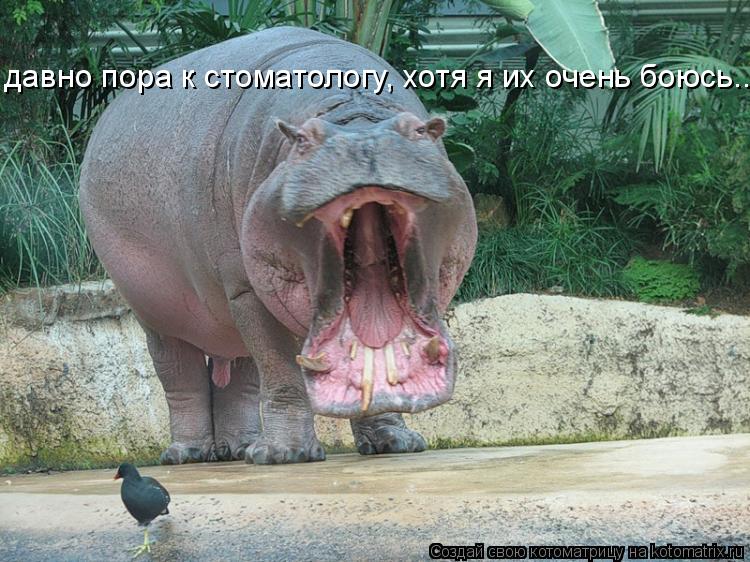 давно пора к стоматологу, хотя я их очень боюсь...... Котоматрица: давно пора к стоматологу, хотя я их очень боюсь...