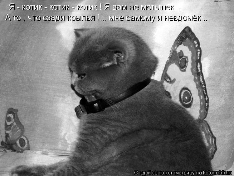 Я - котик - котик - котик ! Я вам не мотылёк ... А то , что сзади крылья !... мне самому и невдомёк .... Котоматрица: Я - котик - котик - котик ! Я вам не мотылёк ... А то , что сзади крылья !... мне самому и невдомёк ...