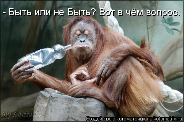 - Быть или не Быть? Вот в чём вопрос.... Котоматрица: - Быть или не Быть? Вот в чём вопрос.