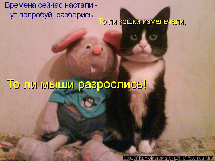 Времена сейчас настали - Тут попробуй, разберись: То ли кошки измельчали, То ли мыши разрослись!... Котоматрица: Времена сейчас настали - Тут попробуй, разберись: То ли кошки измельчали, То ли мыши разрослись!