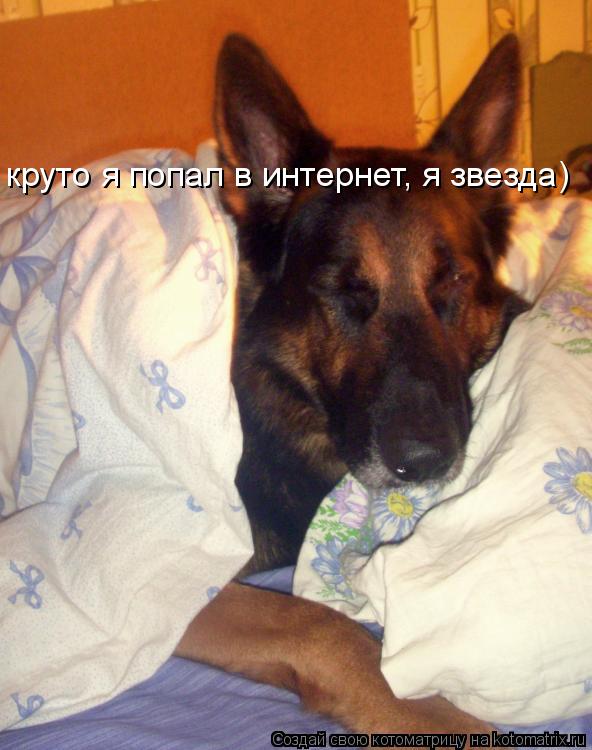 круто я попал в интернет, я звезда)... Котоматрица: круто я попал в интернет, я звезда)