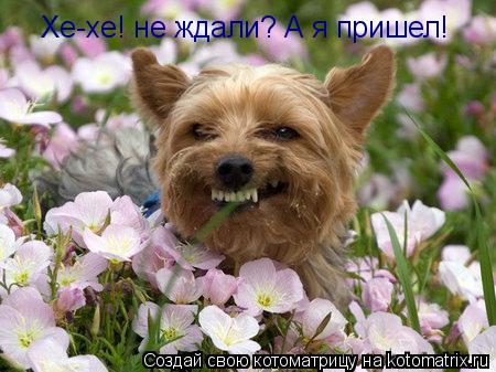 Хе-хе! не ждали? А я пришел!... Котоматрица: Хе-хе! не ждали? А я пришел!