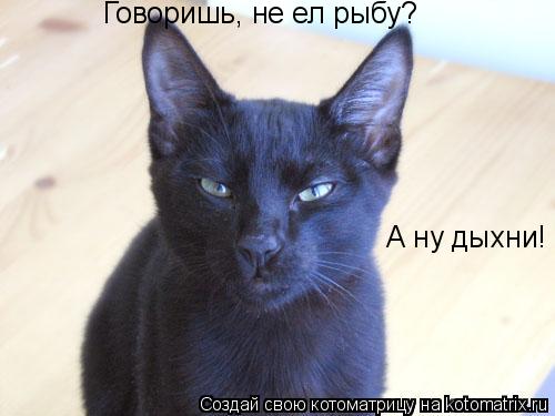 Котоматрица: Говоришь, не ел рыбу? А ну дыхни!