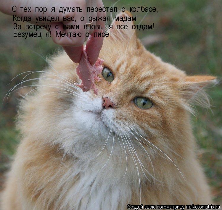 Котоматрица: С  тех  пор  я  думать  перестал  о  колбасе, Когда  увидел  вас,  о  рыжая  мадам! За  встречу  с  вами  вновь,  я  всё  отдам! Безумец  я!  Мечтаю  