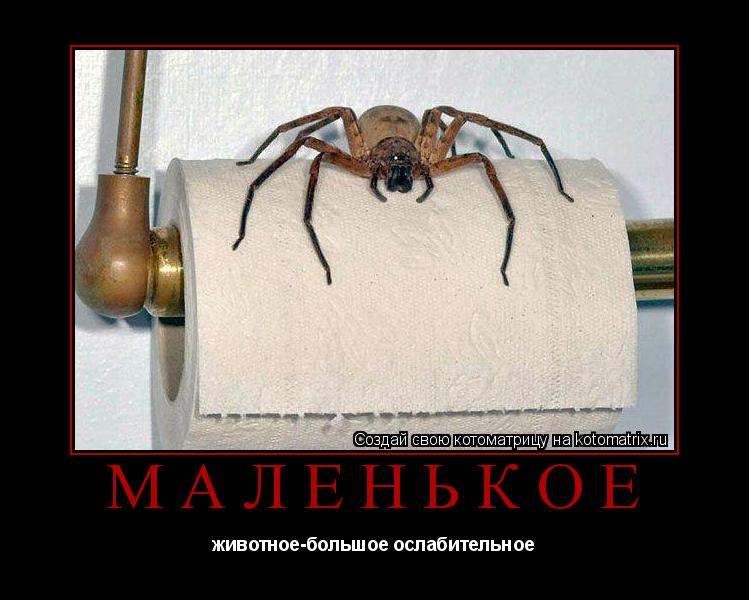 Котоматрица: маленькое животное-большое ослабительное