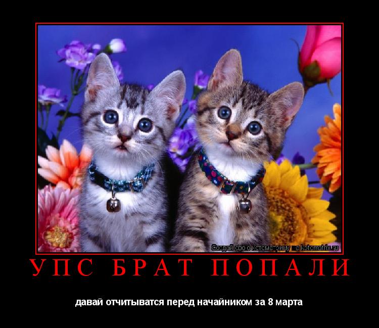 Котоматрица: упс брат попали давай отчитыватся перед начайником за 8 марта