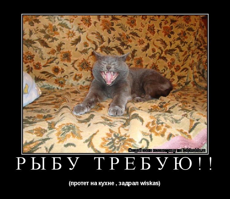 рыбу требую!! (протет на кухне , задрал wiskas)... Котоматрица: рыбу требую!! (протет на кухне , задрал wiskas)