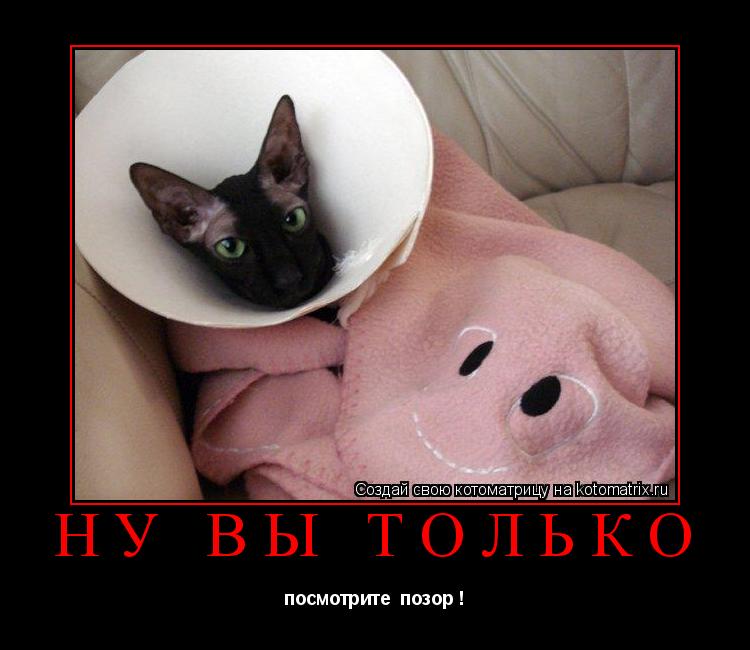 Котоматрица: ну вы только посмотрите  позор !