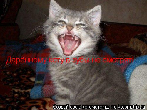 Котоматрица: Дарённому коту в зубы не смотрят!