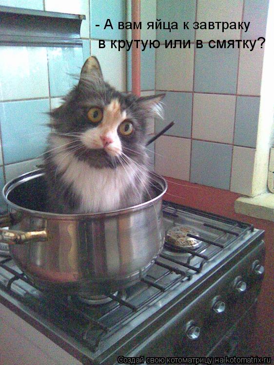 Котоматрица: - А вам яйца к завтраку  в крутую или в смятку?