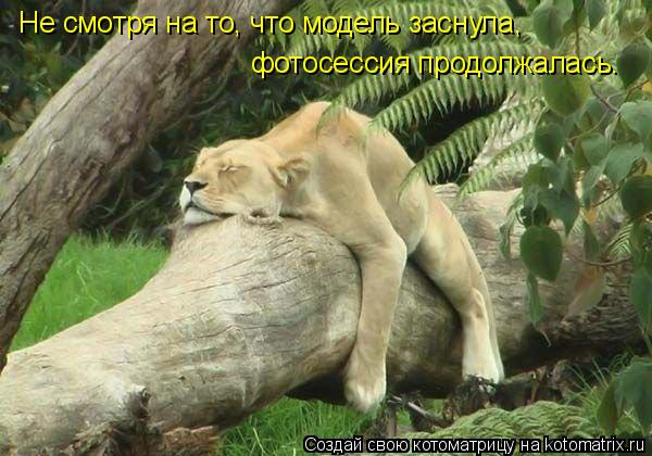 Не смотря на то, что модель заснула, фотосессия продолжалась.... Котоматрица: Не смотря на то, что модель заснула, фотосессия продолжалась.