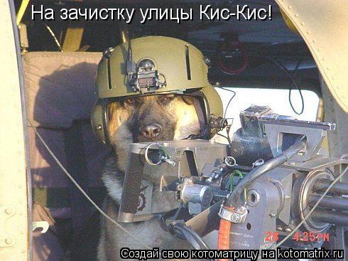 Котоматрица: На зачистку улицы Кис-Кис!