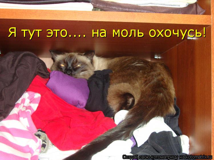 Котоматрица: Я тут это.... на моль охочусь!