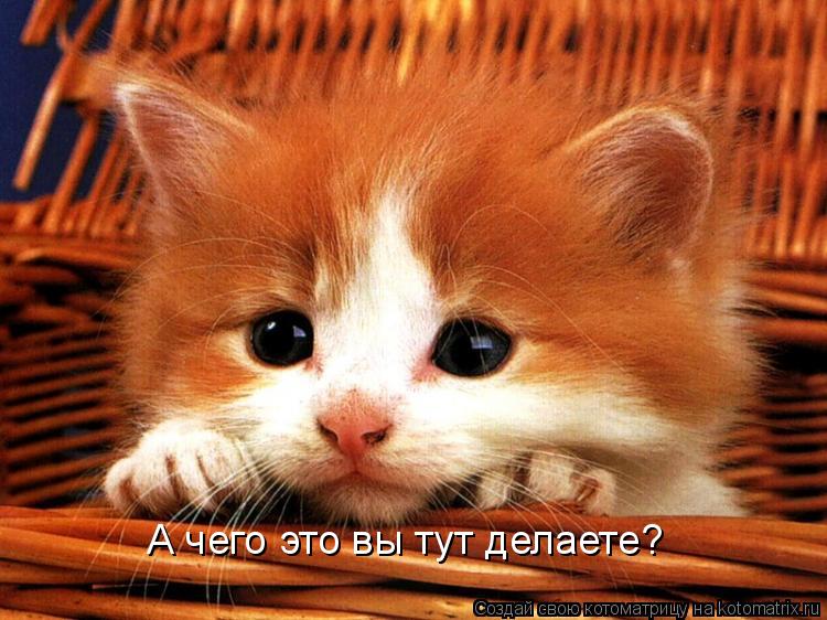 Котоматрица: А чего это вы тут делаете?