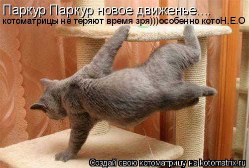 Котоматрица: Паркур Паркур новое движенье....  котоматрицы не теряют время зря)))особенно котоН.Е.О