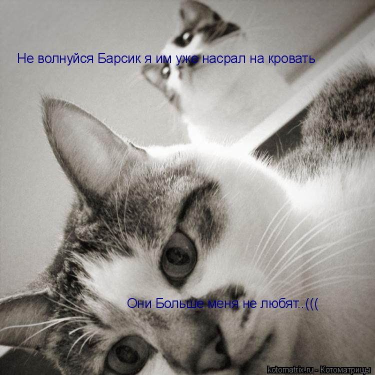 Котоматрица: Они Больше меня не любят..((( Не волнуйся Барсик я им уже насрал на кровать