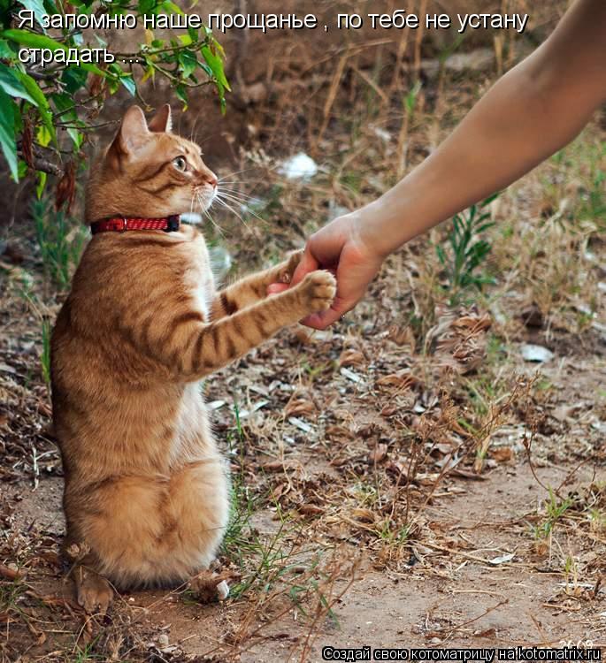 Котоматрица: Я запомню наше прощанье , по тебе не устану страдать ...