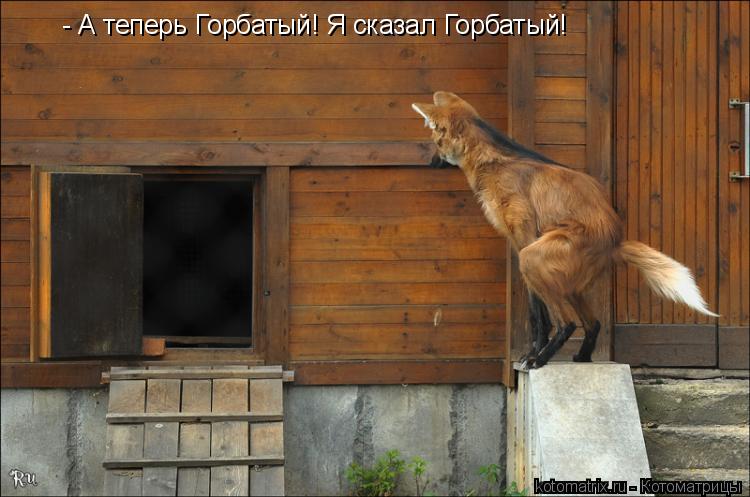 Котоматрица: - А теперь Горбатый! Я сказал Горбатый!