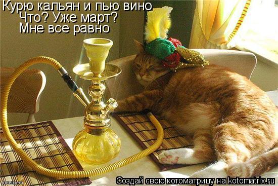 Курю кальян и пью вино Что? Уже март? Мне все равно... Котоматрица: Курю кальян и пью вино Что? Уже март? Мне все равно