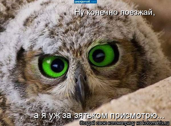 Котоматрица: Ну конечно поезжай, а я уж за зятьком присмотрю...