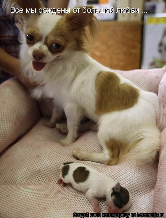 Котоматрица: Все мы рождены от большой любви ...