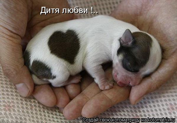 Котоматрица: Дитя любви !..