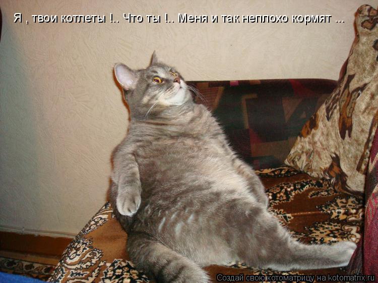 Котоматрица: Я , твои котлеты !.. Что ты !.. Меня и так неплохо кормят ...
