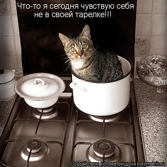 Котоматрица: Что-то я сегодня чувствую себя не в своей тарелке!!!